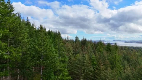 Cinematic FPV Drone Flying Through Lush Forest Trees with Sky Reveal Stock Footage 330664393