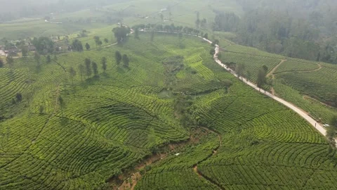 Cinematic FPV drone low flight over Gambung tea plantation Stock Footage 340490193