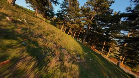 Cinematic FPV Drone Maneuver through Pine Forest at Sunset Stock Footage 328599579