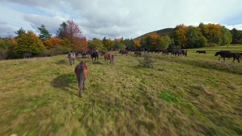 Cinematic FPV drone shot of wild horses grazing on scenic fall mountain meadow Stock Footage 341859454