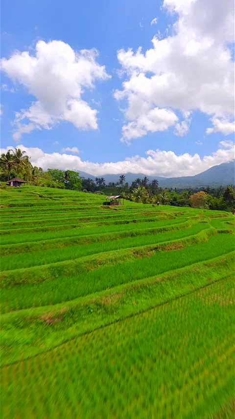 Cinematic FPV flight over beautiful green rice fields in Bali, Indonesia Stock Footage 285053261