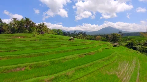 Cinematic FPV flight over beautiful green rice fields in Bali, Indonesia Stock Footage 288723080