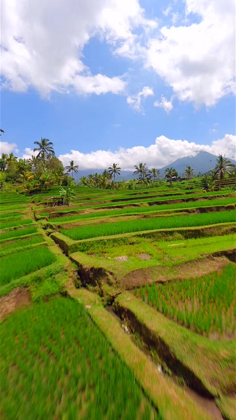Cinematic FPV flight over beautiful green rice terraces in Bali, Indonesia. Stock Footage 288723256