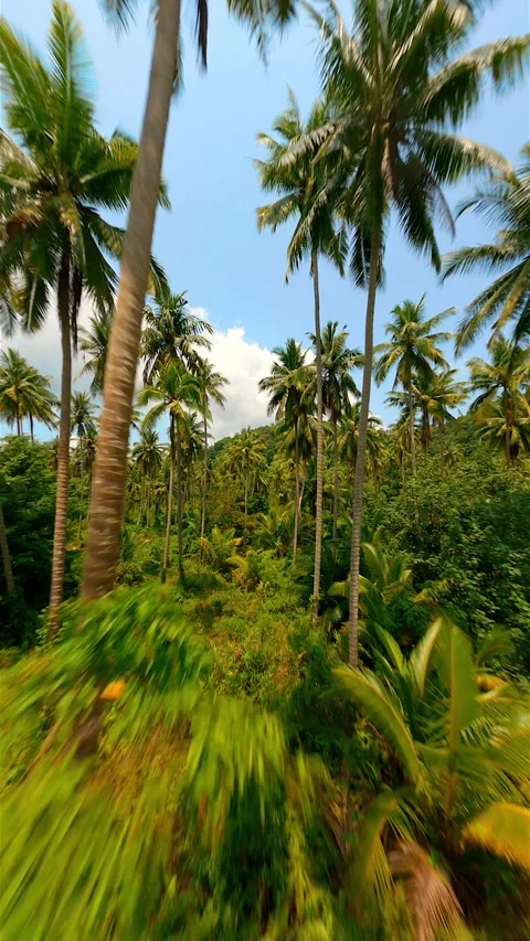 Cinematic FPV Flight Through Epic Palm Forest On Beautiful Sunny Day In Thailand Stock Footage 280036097