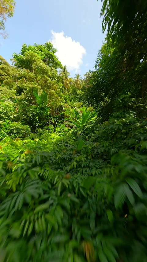 Cinematic FPV Flight Through Lush Green Rainforest In Thailand. Stock Footage 276305702