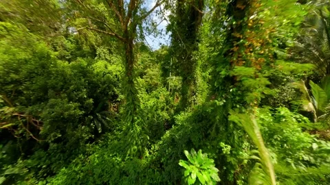 Cinematic FPV Flight Through Lush Green Rainforest In Thailand. Stock Footage 276305734