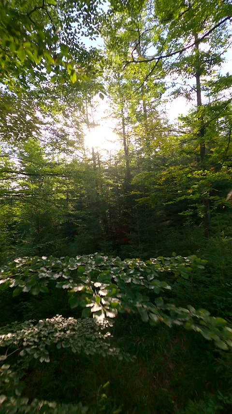 Cinematic FPV Flight through summer leafy forest in the morning sunlight. Stock Footage 269674964
