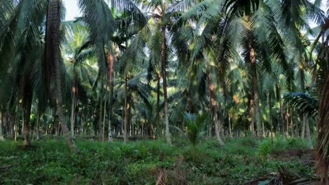Cinematic garden Stock Footage 275142782