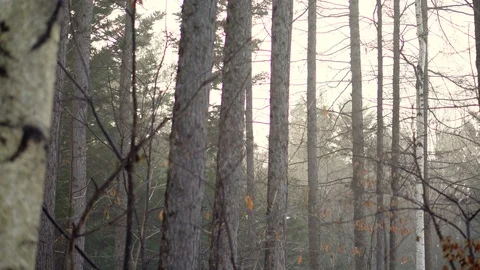 Cinematic Gimbal Shot - Light Falling Through Trees in Magical Winter Forest Stock Footage 101009199