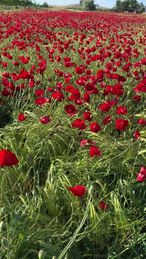 Cinematic Gimbal Walk Along a Path Through Red Poppies and Wildflowers Stock Footage 342721956