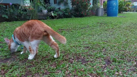 Cinematic Ginger Cat Walking Outside Stock Footage 223440095