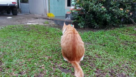 Cinematic Ginger Cat Walking Outside Video stock 223440197