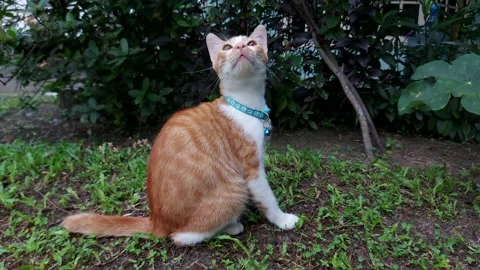 Cinematic Ginger Cat Walking Outside Stock Footage 223440327