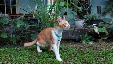 Cinematic Ginger Cat Walking Outside Video stock 223440356