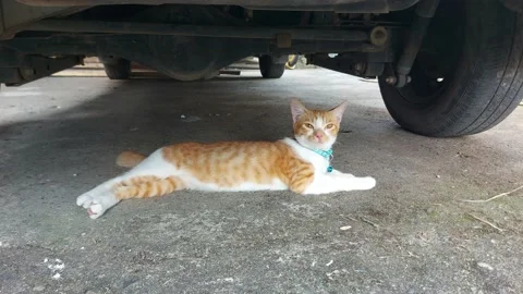 Cinematic Ginger Cat Walking Outside Video stock 223440854