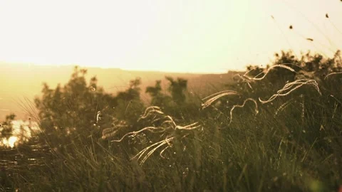 Cinematic grass closeup with web and dust particles in the air at the sunset Video stock 183855642
