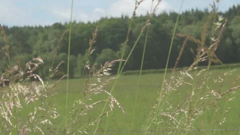 Cinematic Grass Waving in Front of Field in Afternoon Stock Footage 325265345