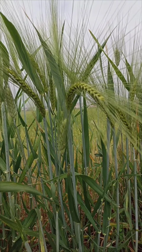 Cinematic Green Wheat Stock Footage 333311003