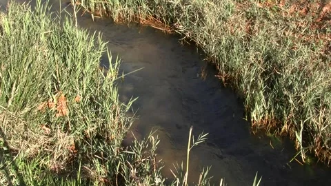 Cinematic Ground-Level Flowing River Stream in Lush Vegetation near Chefchaouen Видео 347724404