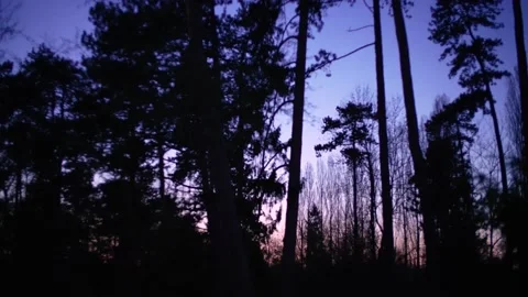 Cinematic hand held sunset behind pine trees Video stock 180571778