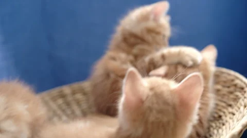 Cinematic handheld funny ginger kittens sitting in basket, blue background Stock Footage 328124562