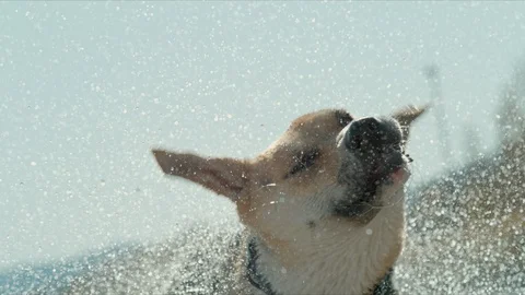 Cinematic happy dog shaking off water super slow motion Stock Footage