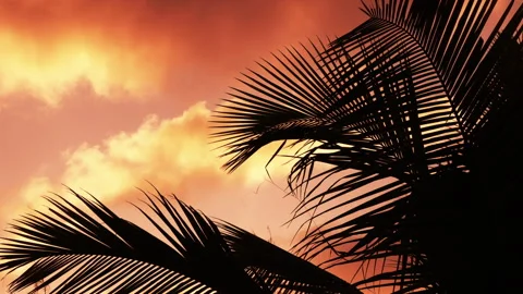 A cinematic HD slow-motion shot of coconut palm leaves swaying against sunset. Stock Footage 341119938