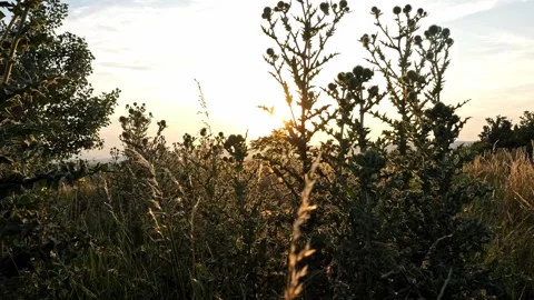 Cinematic heath landscape at sunset, smooth parallax pan, 4K Stock-Footage 320154092