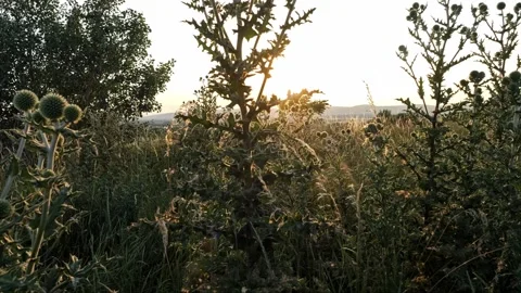 Cinematic heath landscape at sunset, smooth parallax pan, 4K 스톡 동영상 320154094