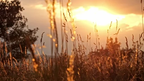 Cinematic heath landscape at sunset, smooth parallax pan, 4K Stockbeeldmateriaal 320154096