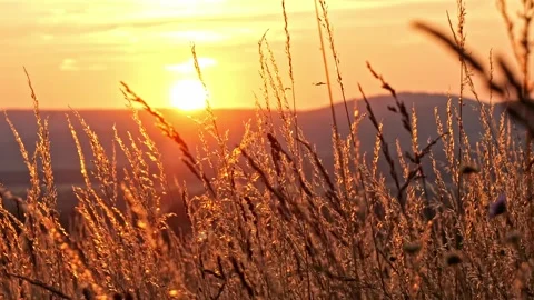 Cinematic heath landscape at sunset, smooth parallax pan, 4K Stockbeeldmateriaal 320154097