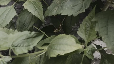 Cinematic Hidden Lizard Stock Footage 306291466