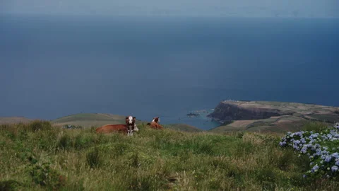Cinematic High-Angle View of Cows Grazing on a Lush Green Meadow Overlooking the Vídeo Stock 335000757