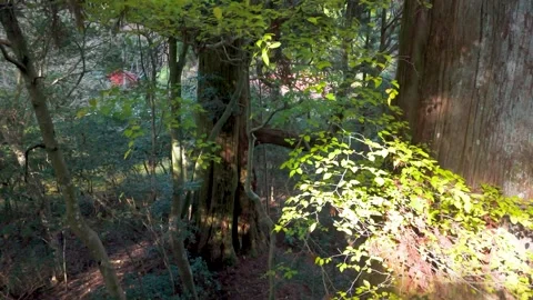 Cinematic High Elevation View Over Natural Woodland Vídeos de archivo 336556452