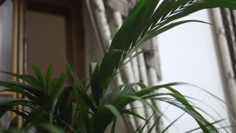 Cinematic home interior with soft window light, curtains, palm plant Stock Footage 331317108