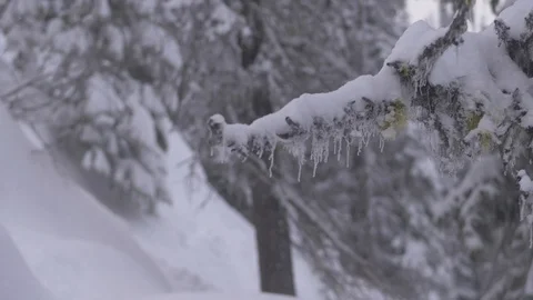 Cinematic Icicles On A Winter Tree Stock Footage 122404311