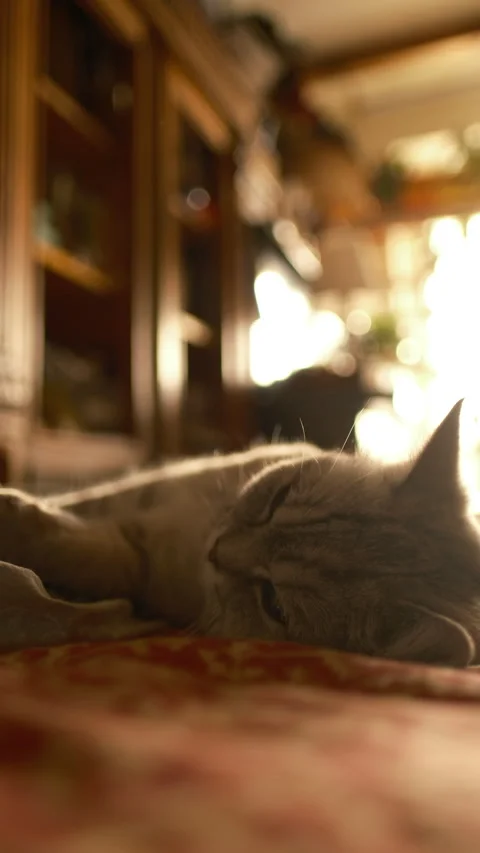 Cinematic interior, cat sleeping on sofa, home life pet portrait Stock Footage 310858358