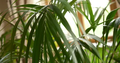 Cinematic interior mansion warm light, decorative palm plant rotation Stock Footage 335988402