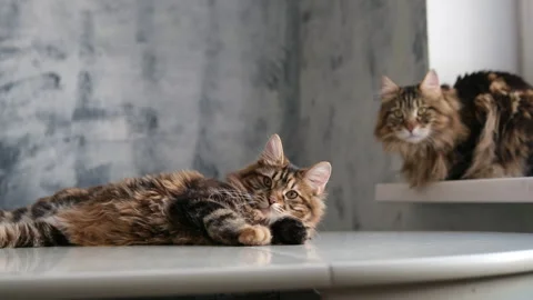 Cinematic interior scene featuring two Kurilian Bobtail cats Stock-Footage 327619014