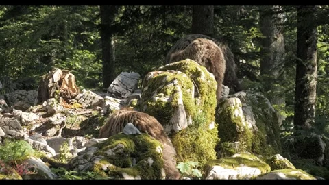 Cinematic Juvenile Brown Bears Exploring the Landscape – 8K 動画素材 320813094