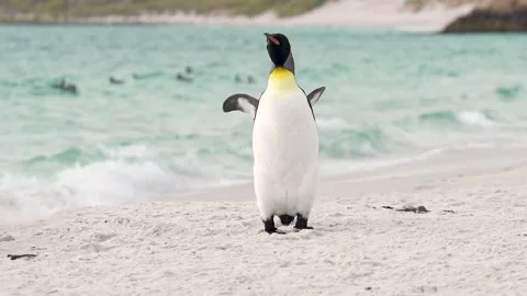 Cinematic King Penguin Slow Motion Stretches on Beach and Walks Sand Stock Footage 277915034
