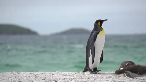 Cinematic King Penguin Slow Motion Looks Around And Walks Off Screen Beach Stock Footage 277915304
