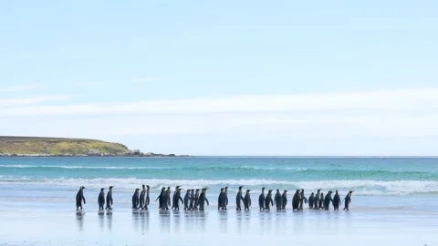Cinematic King Penguins Line Up on Beach Turquoise Waters Waves Stock Footage 277918399