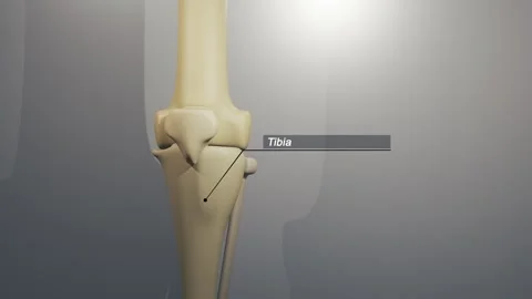 Cinematic Knee Animation - Tibia Typography Stock Footage 310757573