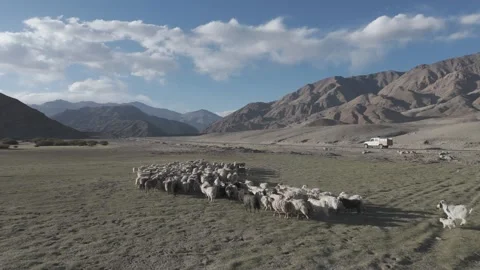 Cinematic Ladakh Valley Landscape with Layered Mountains and a Flock of Sheep Vídeos de archivo 334398053