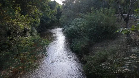 Cinematic lateral slide over sunlit river stream in dense forest Stock Footage 339298192