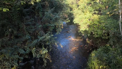 Cinematic lateral slide through lush forest revealing a peaceful river stream Stock Footage 339298196