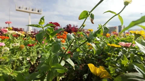 Cinematic lateral tracking shot of vibrant blanket flowers in a sunny field Stock Footage 340043262