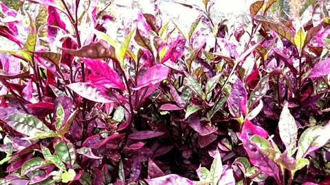 Cinematic leaf color Stock Footage 214914684