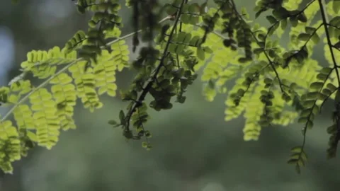 Cinematic leaf foliage in green tree Stock Footage 146334816